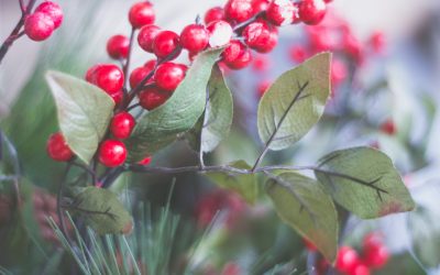 10 Tips for Boosting Your Vitality as we Enter into Winter